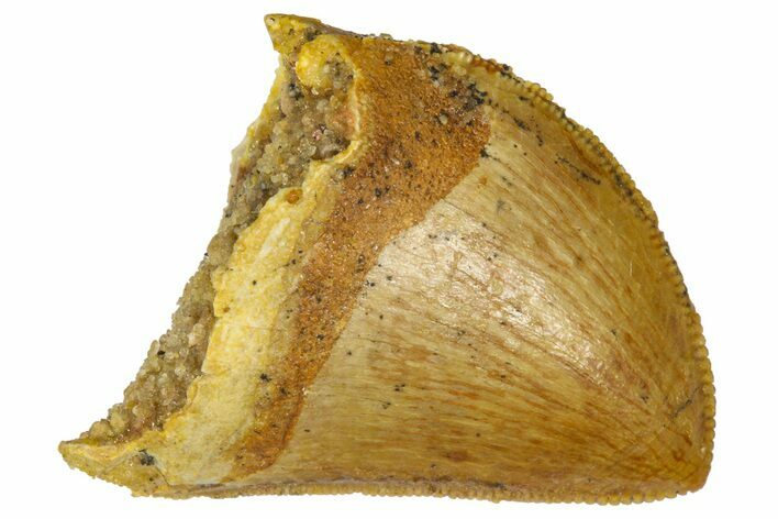 Serrated Baby Carcharodontosaurus Tooth - Morocco #361043